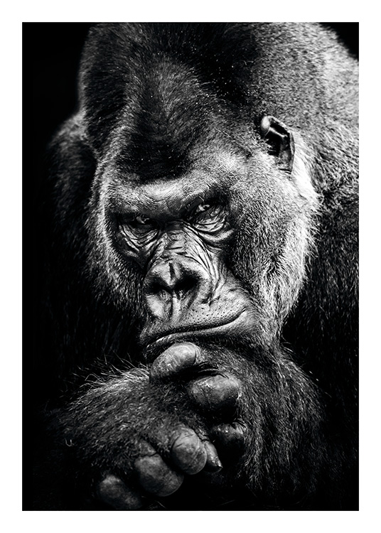 Gorilla Plakat