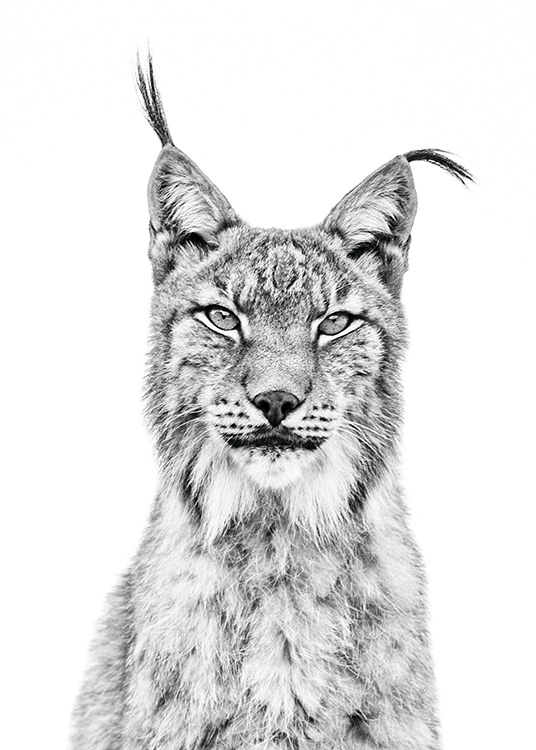 Lynx Plakat