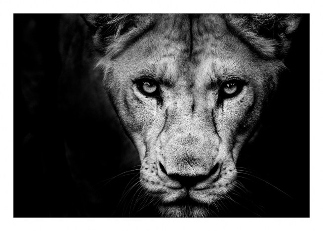 Lioness Close Up Plakat / Svarthvitt hos Desenio AB (11259)