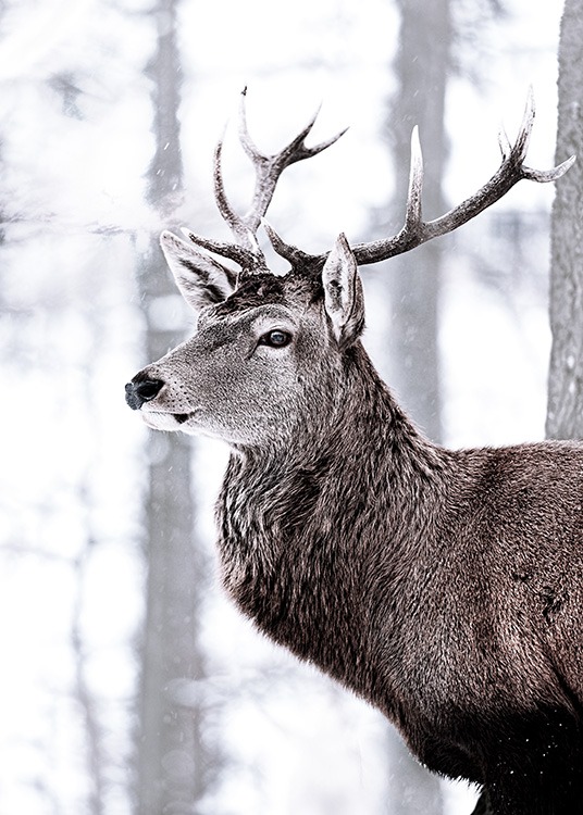 King Deer Plakat