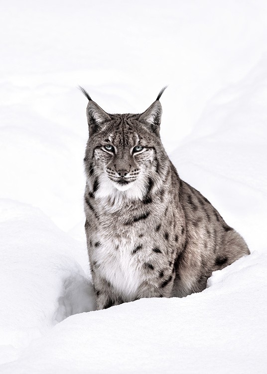 Snow Lynx Plakat