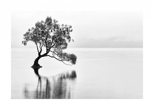 Lonely Wanaka Tree Plakat / Naturmotiv hos Desenio AB (11487)