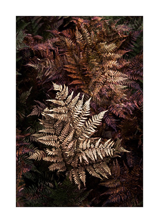 Golden Fern Plakat