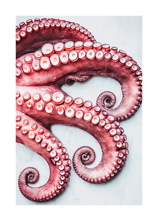 Octopus Arms Plakat / Kjøkkenplakater hos Desenio AB (11519)
