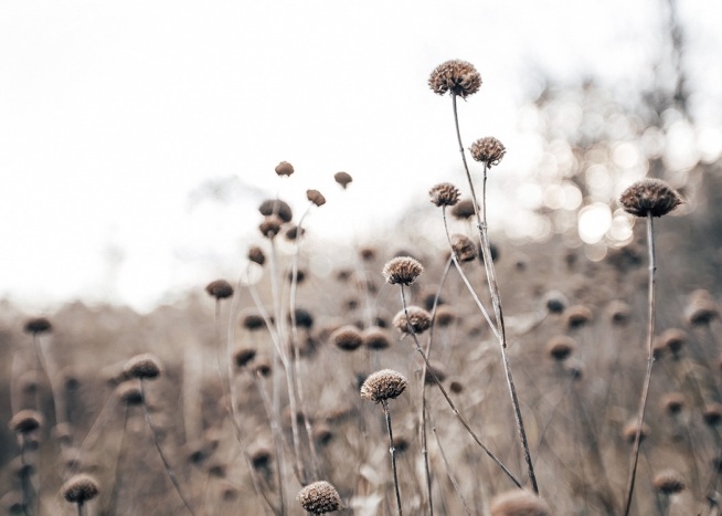 – Nærbilder av tørkede blomster med en uklar bakgrunn