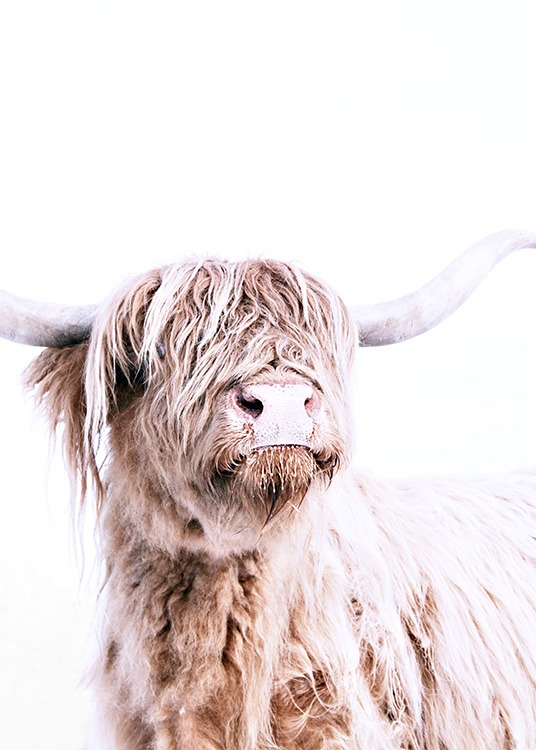 Highland Cattle Portrait Plakat