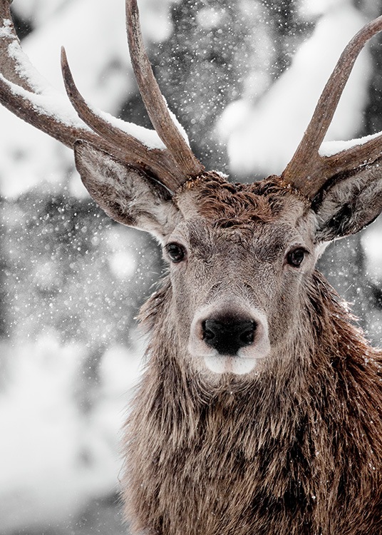Winter Stag Plakat