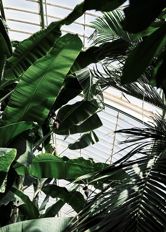 – Plakat av grønne planter i et drivhus fotografert fra undersiden.