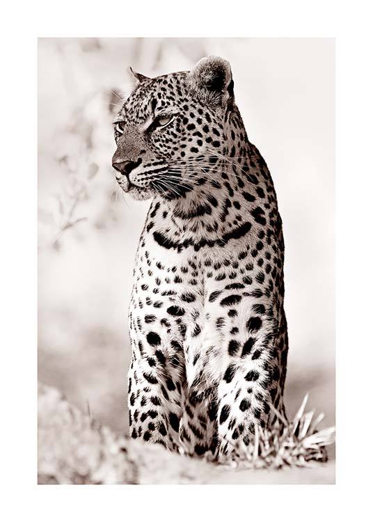 Leopard in the Wild Plakat / Fotokunst hos Desenio AB (11622)