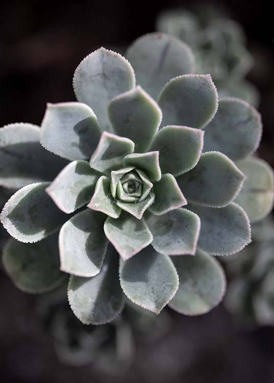 Green Succulent Plakat