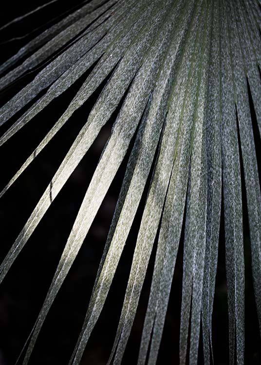 – Fotografi av et palmeblad på en mørk bakgrunn.