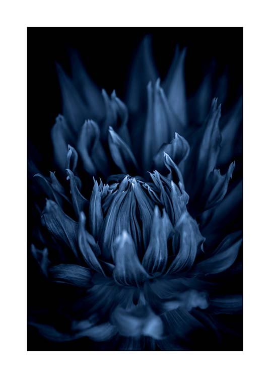 Blue Dahlia Plakat / Fotokunst hos Desenio AB (11666)