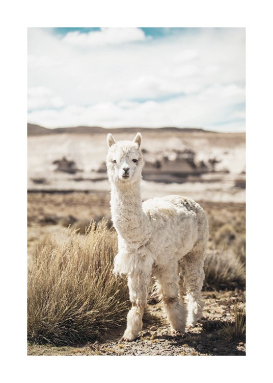 Curious Alpaca Plakat / Fotokunst hos Desenio AB (11670)