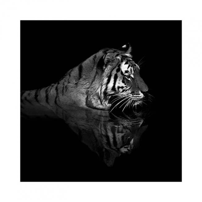 Tiger in Water Plakat / Fotokunst hos Desenio AB (11688)