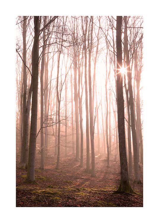 Forest in Fog Plakat