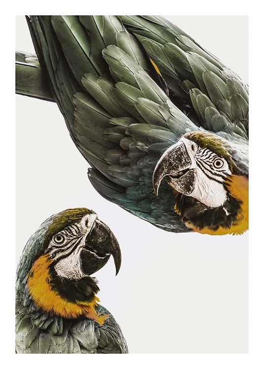 Parrots Plakat