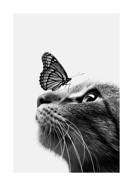 – Svart og hvit plakat av en sommerfugl som sitter på en katt.