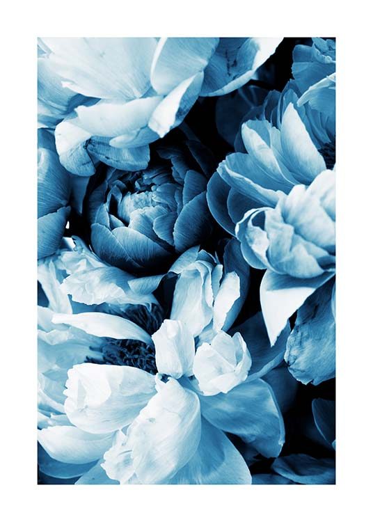 Blue Peony No2 Plakat