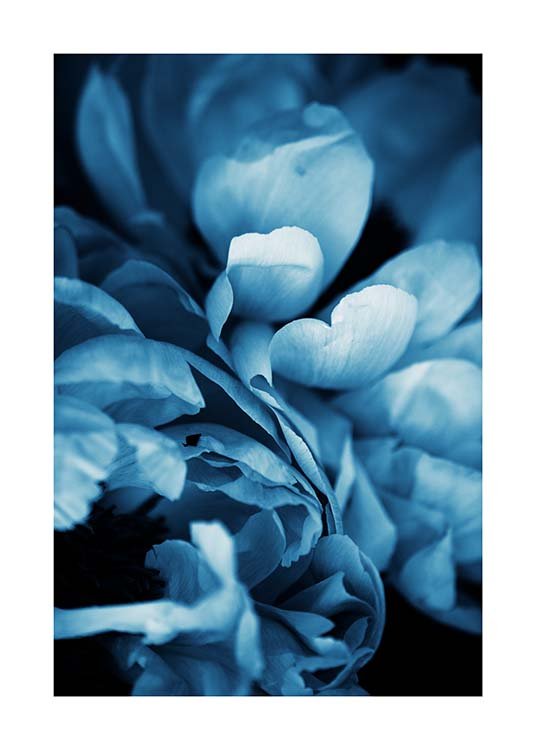 Blue Peony No3 Plakat / Fotokunst hos Desenio AB (11780)