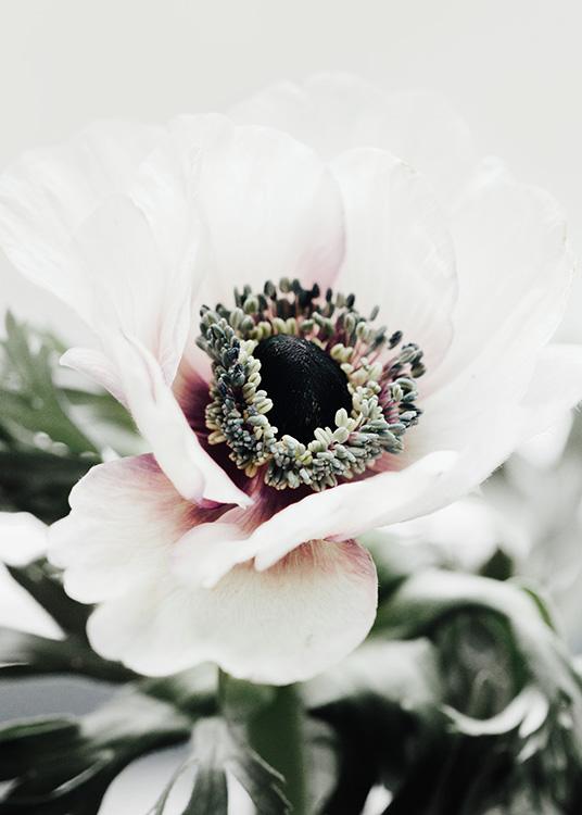 –Nærbilde av en hvit anemone.