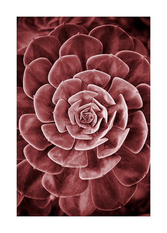 Red Succulent No2 Plakat / Fotokunst hos Desenio AB (11789)