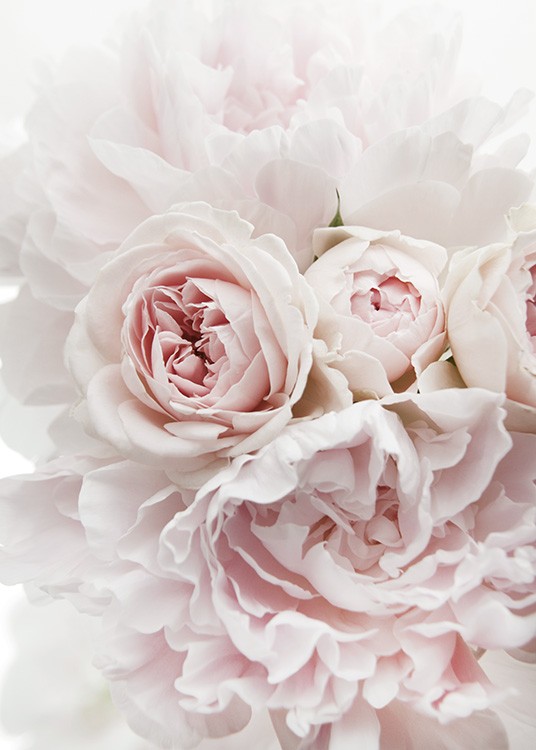  – Fotografi av en bukett lyse rosa peoner og roser