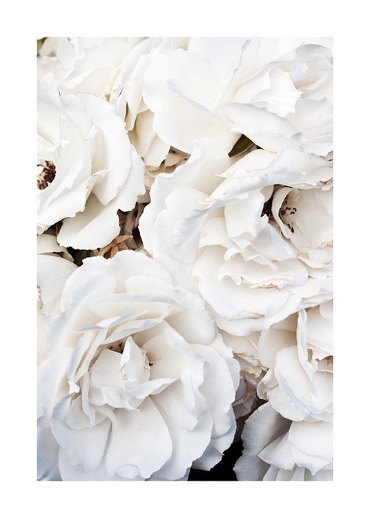  – Fotografi av en bukett store, hvite roser