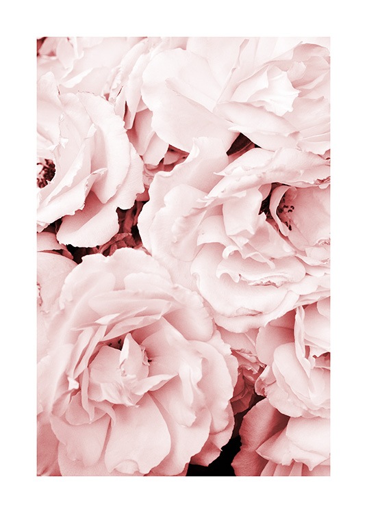 Close Up Pink Roses Plakat / Fotokunst hos Desenio AB (11793)