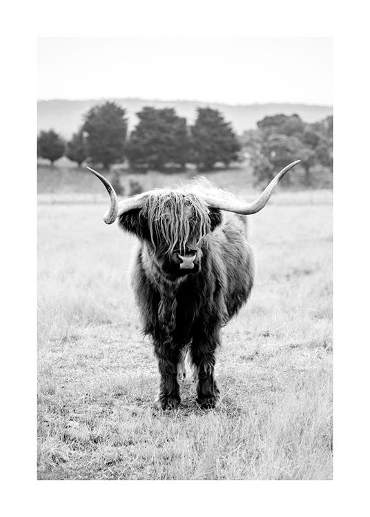 Highland Cattle B&W Plakat / Insekter & dyr hos Desenio AB (11854)