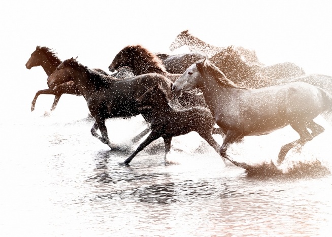 –Plakat av hester som løper i vannet.