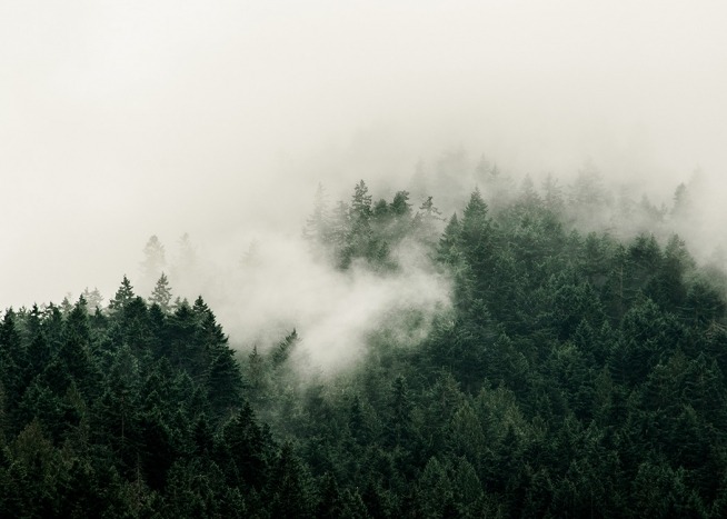 –Plakat av en tåkete skog fotografert ovenfra.