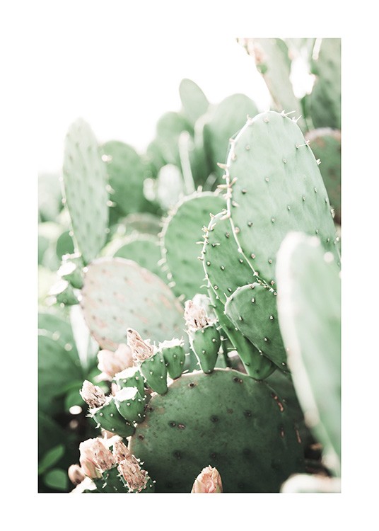 Prickly Pear Cactus Plakat