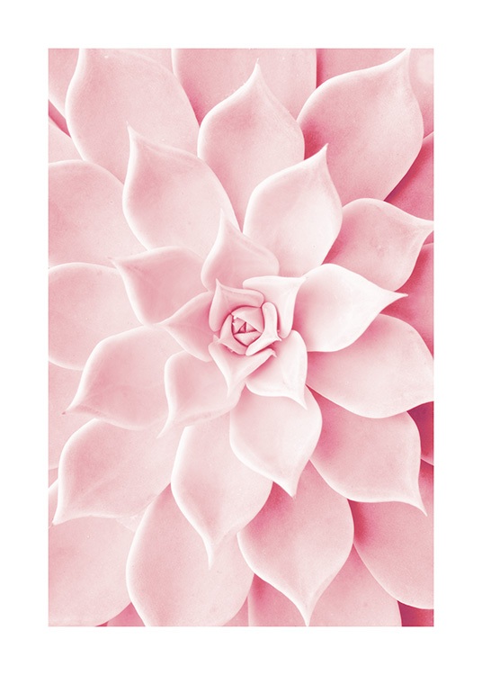Pink Succulent Plakat / Fotokunst hos Desenio AB (12021)