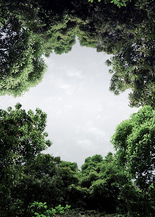 – Fotografi av trær som danner en sirkel med himmelen som skinner fram.