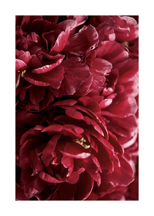 Burgundy Roses Plakat / Fotokunst hos Desenio AB (12109)