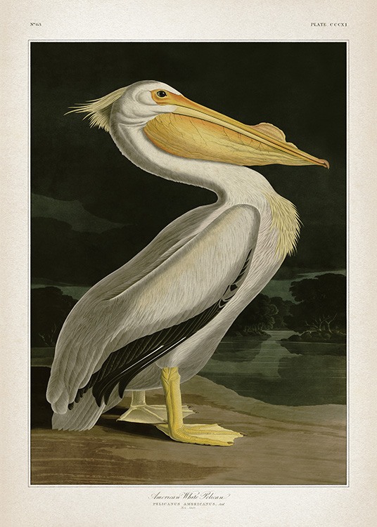 American White Pelican Plakat / Vintage hos Desenio AB (12171)