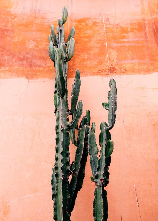 Orange Cactus Wall Plakat