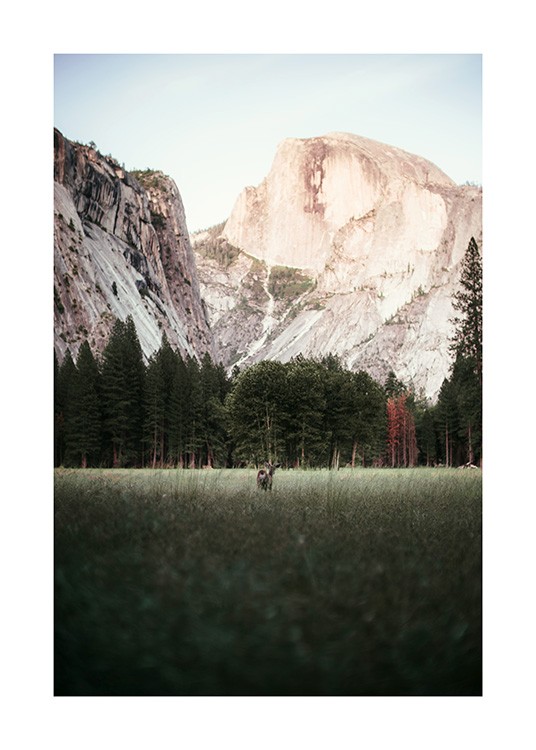 Deer in Yosemite National Park Plakat