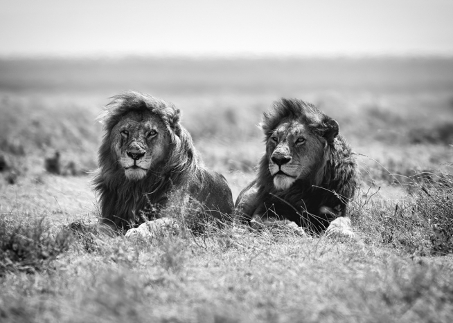 The Lion Kings Plakat