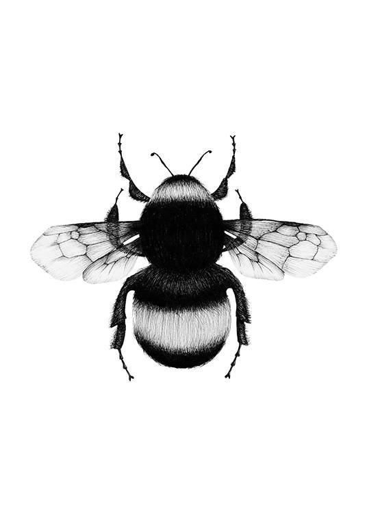 Bumblebee Drawing Plakat / Svarthvitt hos Desenio AB (12309)