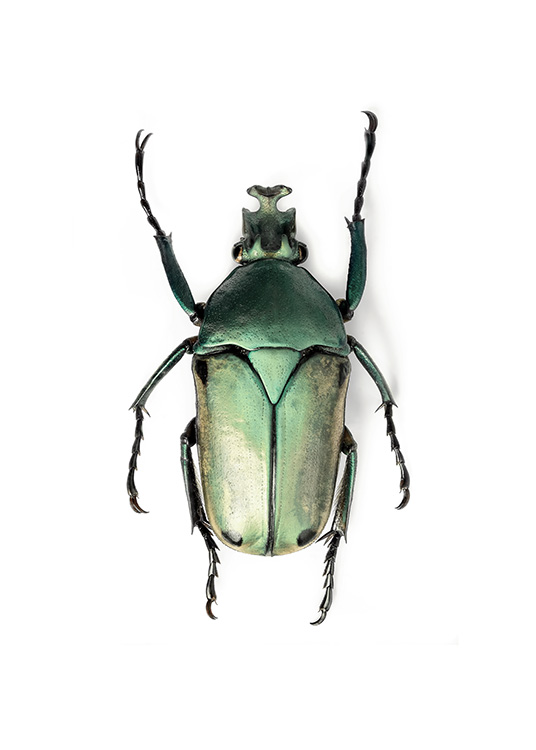 Green Insect Plakat / Fotokunst hos Desenio AB (12407)