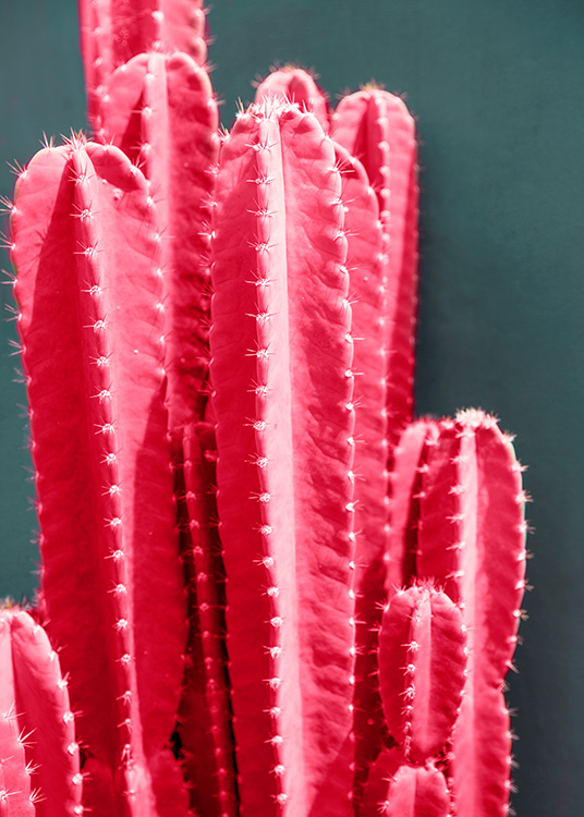 Hot Pink Cactus Plakat / Fotokunst hos Desenio AB (12418)