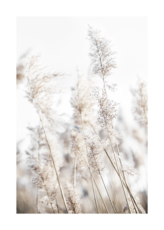  – Fotografi av beige siv som svaier i vinden foran en lyseblå himmel