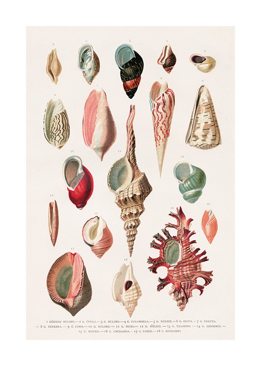 Vintage Seashells No1 Plakat