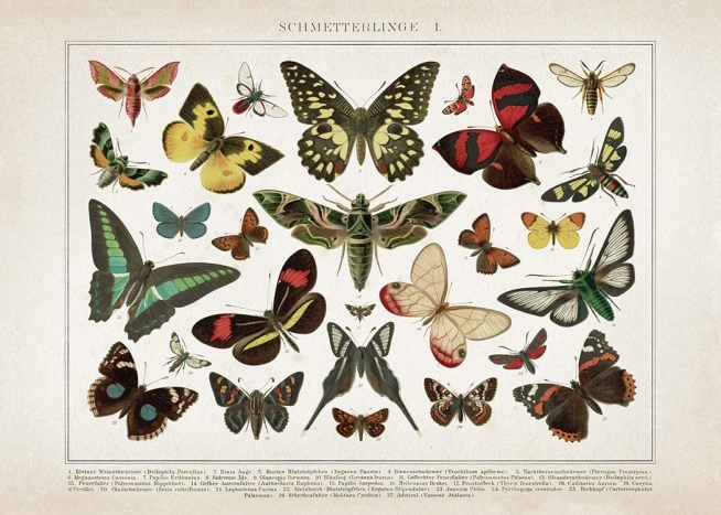 Vintage Butterflies No1 Plakat