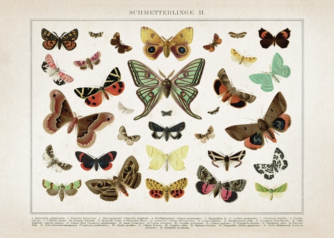 Vintage Butterflies No2 Plakat / Vintage hos Desenio AB (12554)