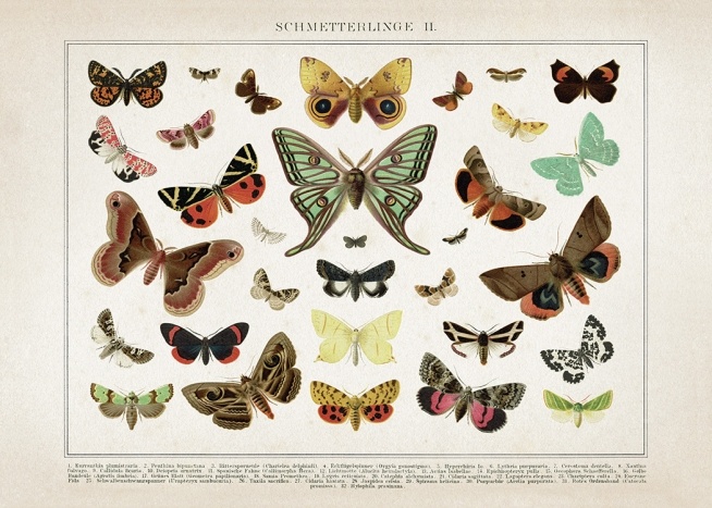 Vintage Butterflies No2 Plakat