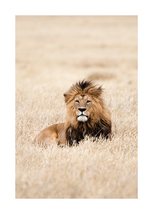 Lion King Plakat / Fotokunst hos Desenio AB (12573)