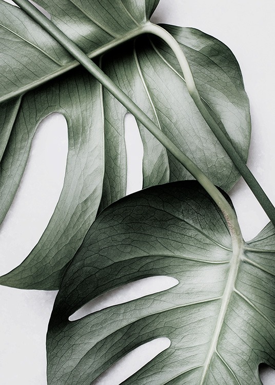 Monstera Pair Plakat