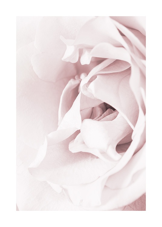Blossoming rose Plakat / Fotokunst hos Desenio AB (12659)